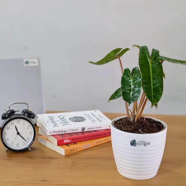 Philodendron_Billietiae,_With_White_Decor_Pot