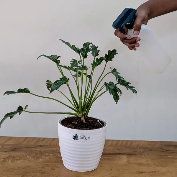 Philodendron_Xanadu,_With_White_Decor_Plant