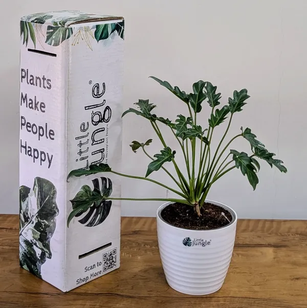 Philodendron_Xanadu,_With_White_Decor_Plant