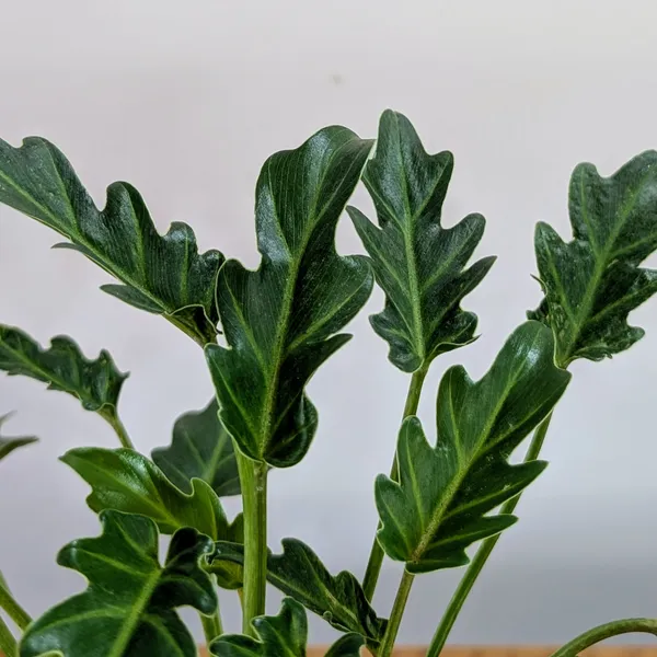 Philodendron_Xanadu,_With_White_Decor_Plant