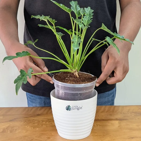 Philodendron_Xanadu,_With_White_Decor_Plant