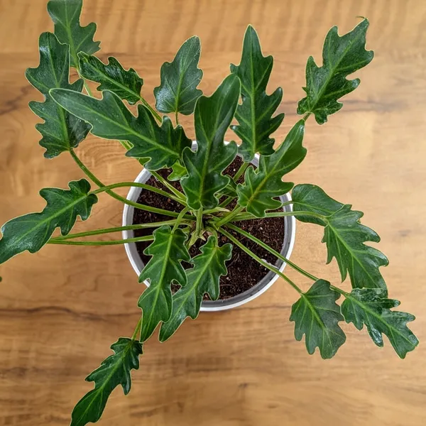 Philodendron_Xanadu,_With_White_Decor_Plant