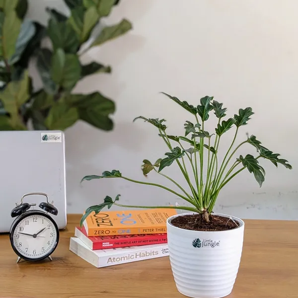 Philodendron_Xanadu,_With_White_Decor_Plant