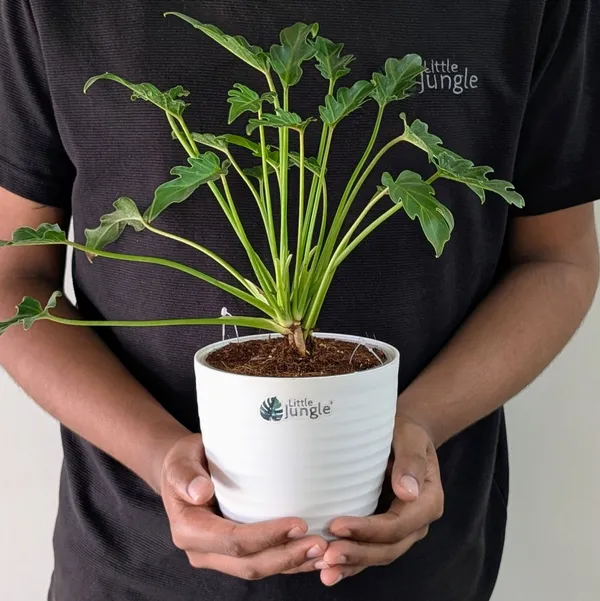 Philodendron_Xanadu,_With_White_Decor_Plant