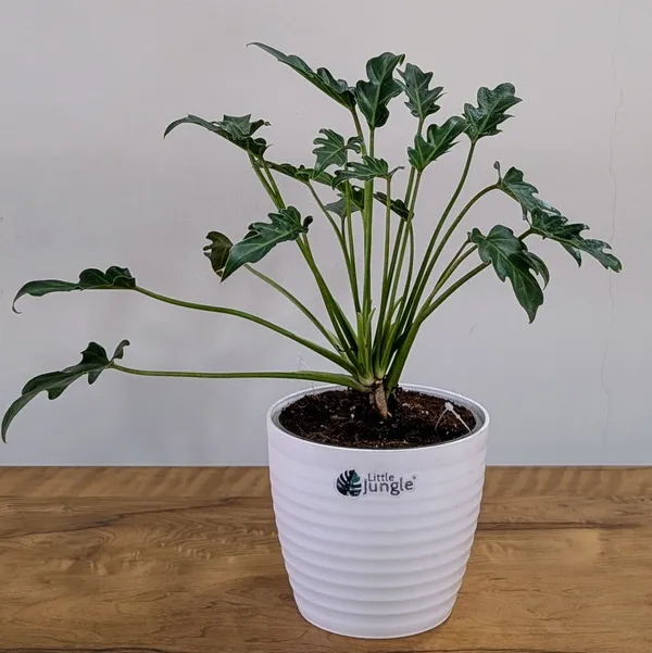 Philodendron_Xanadu,_With_White_Decor_Plant