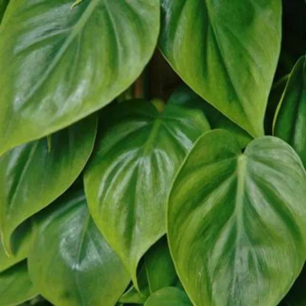 Philodendron_Heart_Leaf_Green,_With_White_Decor_Plant