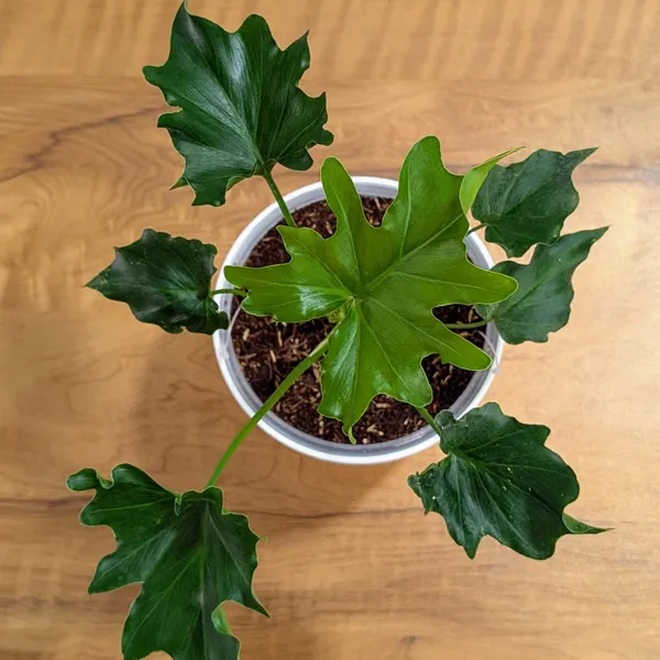 Philodendron_Hope,_With_White_Decor_Plant