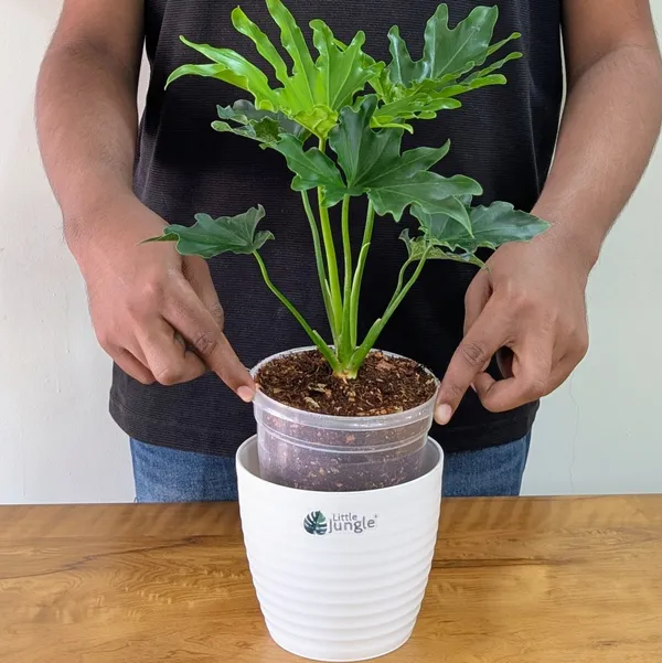 Philodendron_Hope,_With_White_Decor_Plant