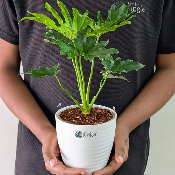 Philodendron_Hope,_With_White_Decor_Plant