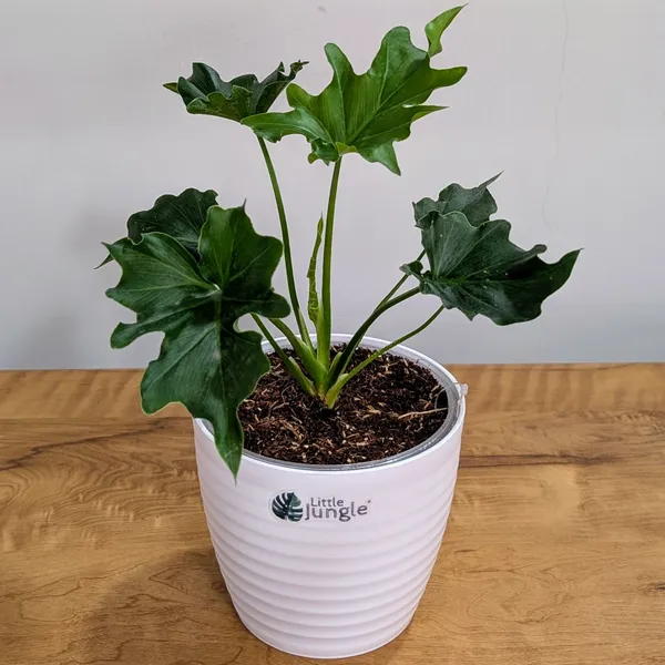 Philodendron_Hope,_With_White_Decor_Plant