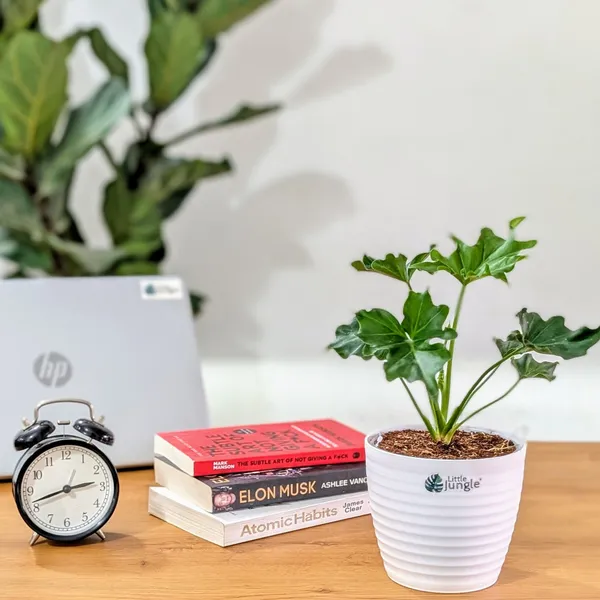 Philodendron_Hope,_With_White_Decor_Plant