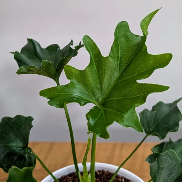 Philodendron_Hope,_With_White_Decor_Plant