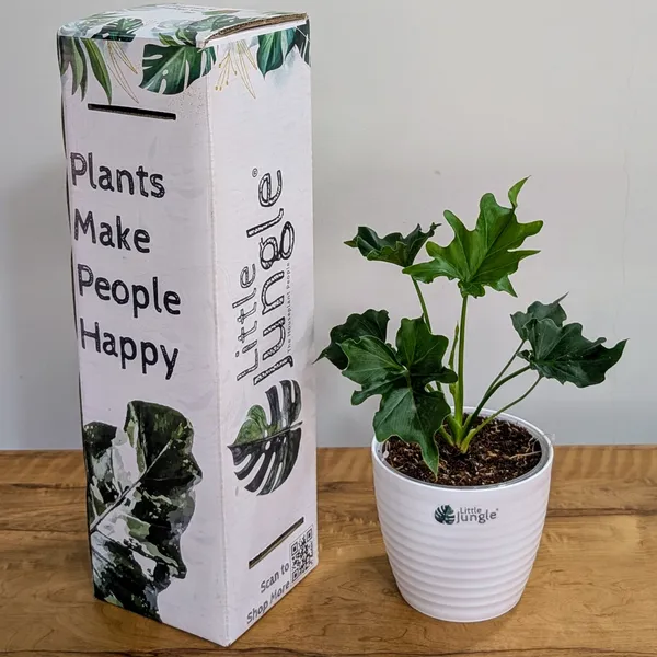 Philodendron_Hope,_With_White_Decor_Plant