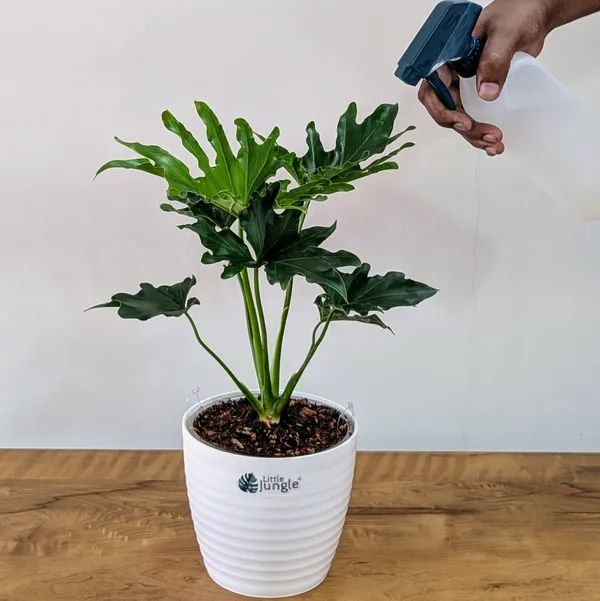 Philodendron_Hope,_With_White_Decor_Plant