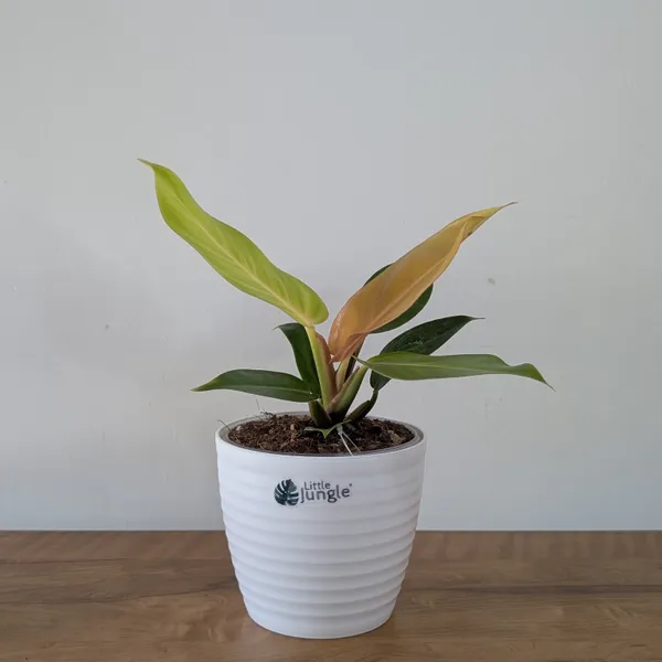 Philodendron_Prince_Of_Orange,_With_White_Decor_Plant