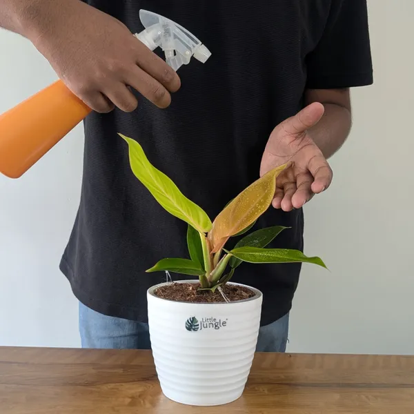 Philodendron_Prince_Of_Orange,_With_White_Decor_Plant