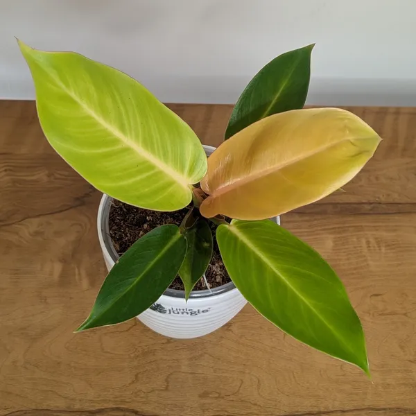 Philodendron_Prince_Of_Orange,_With_White_Decor_Plant