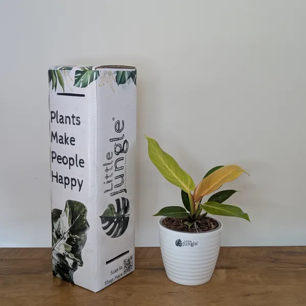 Philodendron_Prince_Of_Orange,_With_White_Decor_Plant