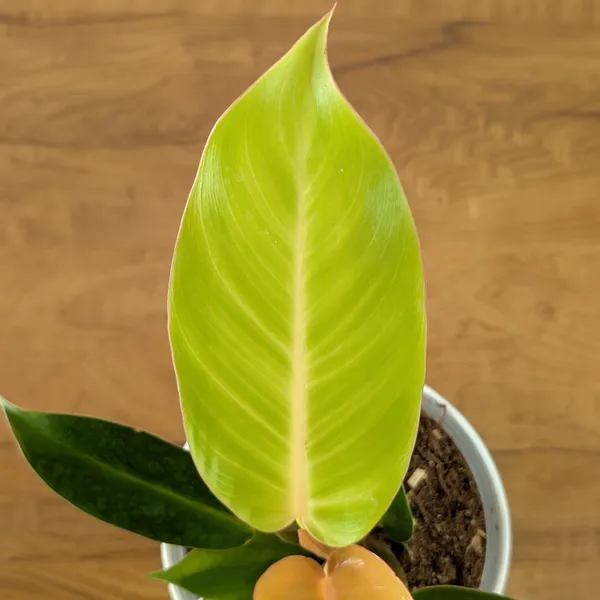 Philodendron_Prince_Of_Orange,_With_White_Decor_Plant
