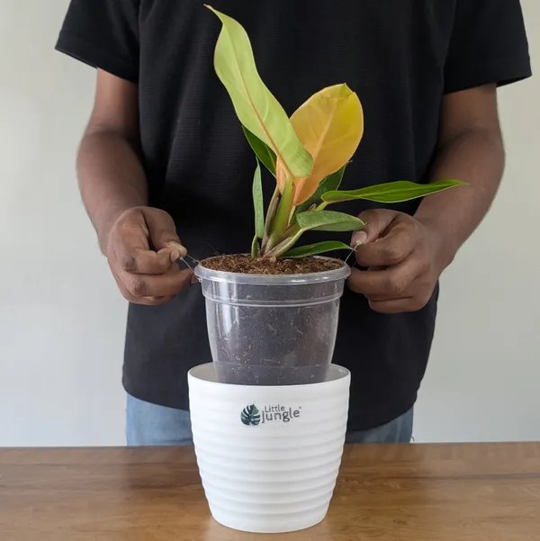 Philodendron_Prince_Of_Orange,_With_White_Decor_Plant