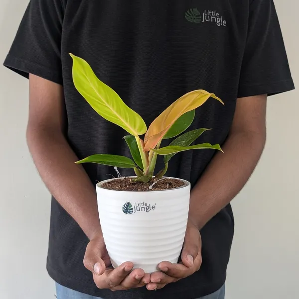 Philodendron_Prince_Of_Orange,_With_White_Decor_Plant