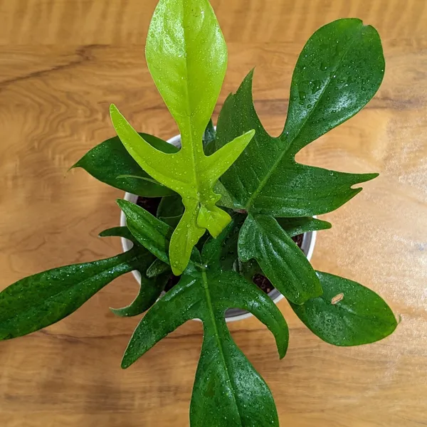 Philodendron_Florida_Ghost_Green,_With_White_Decor_Plant
