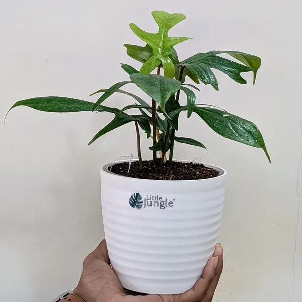 Philodendron_Florida_Ghost_Green,_With_White_Decor_Plant