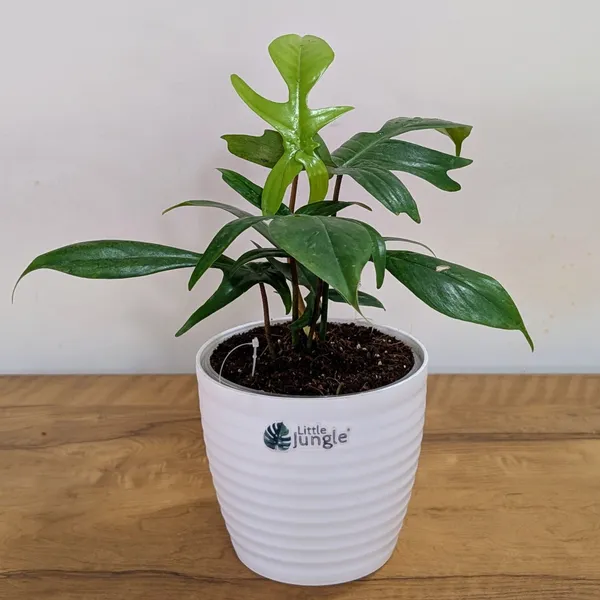 Philodendron_Florida_Ghost_Green,_With_White_Decor_Plant