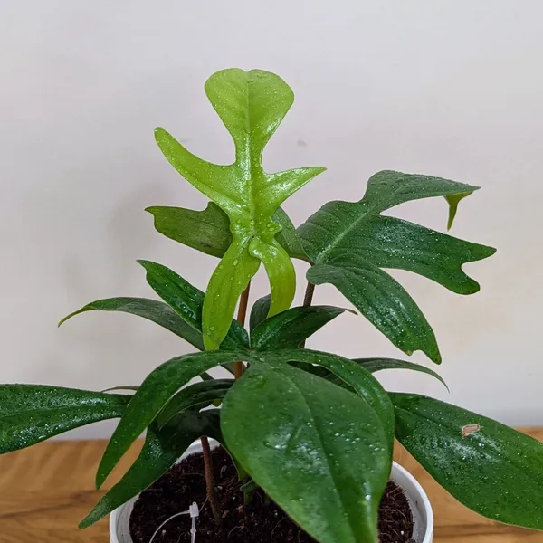 Philodendron_Florida_Ghost_Green,_With_White_Decor_Plant