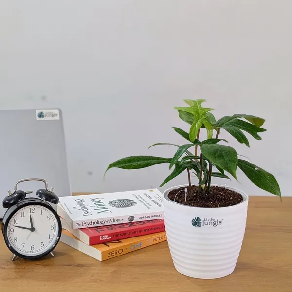 Philodendron_Florida_Ghost_Green,_With_White_Decor_Plant
