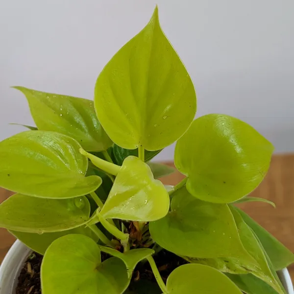 Philodendron_Heart_Leaf_Lemon_Lime,_With_White_Decor_Plant