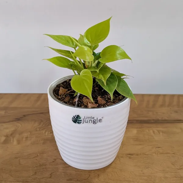 Philodendron_Heart_Leaf_Lemon_Lime,_With_White_Decor_Plant