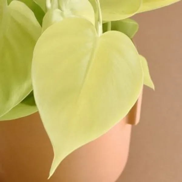Philodendron_Heart_Leaf_Lemon_Lime,_With_White_Decor_Plant