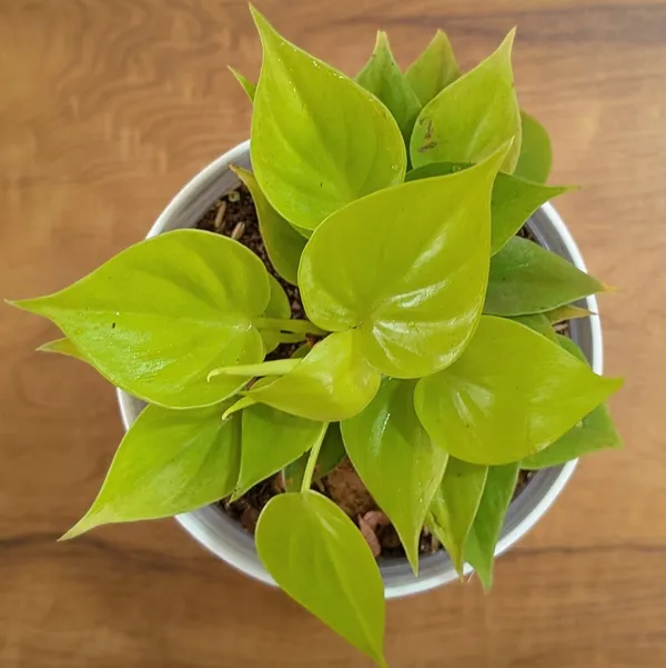 Philodendron_Heart_Leaf_Lemon_Lime,_With_White_Decor_Plant