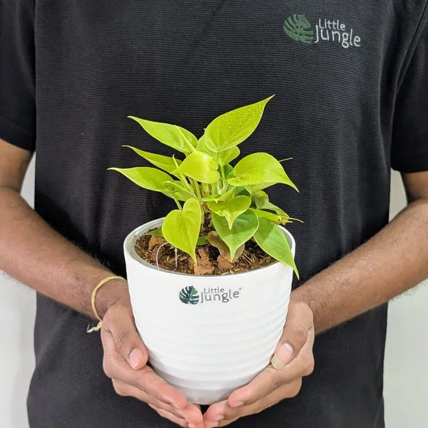 Philodendron_Heart_Leaf_Lemon_Lime,_With_White_Decor_Plant
