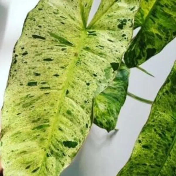 Philodendron_Paraiso_Verde_Variegated,_With_White_Decor_Plant