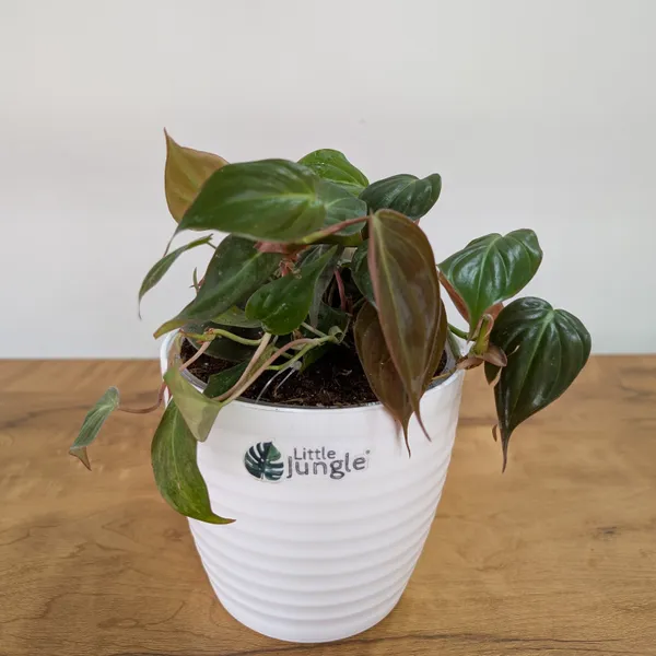 Philodendron_Micans_Velvet_Leaf,_With_White_Decor_Plant