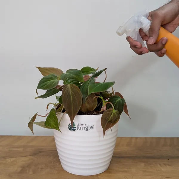 Philodendron_Micans_Velvet_Leaf,_With_White_Decor_Plant