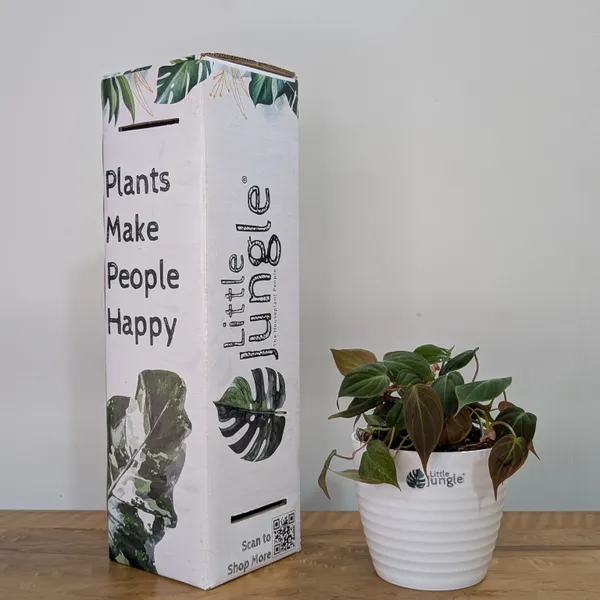 Philodendron_Micans_Velvet_Leaf,_With_White_Decor_Plant
