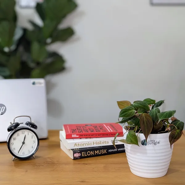 Philodendron_Micans_Velvet_Leaf,_With_White_Decor_Plant