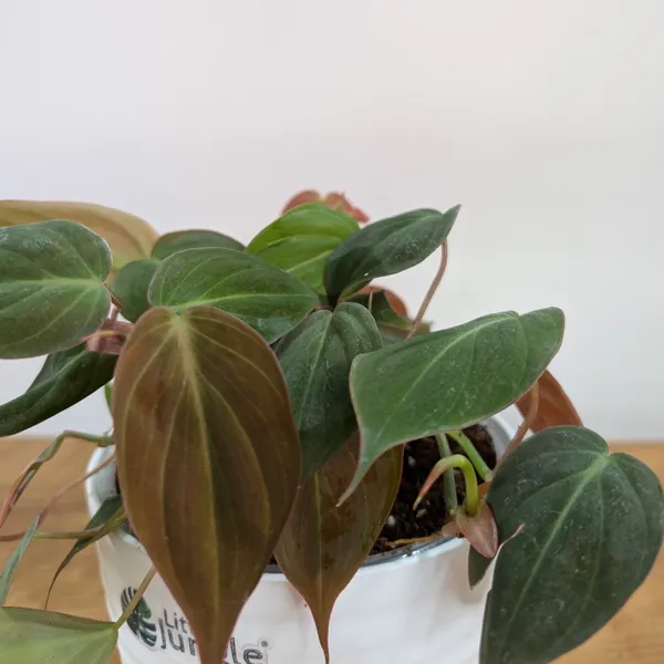 Philodendron_Micans_Velvet_Leaf,_With_White_Decor_Plant