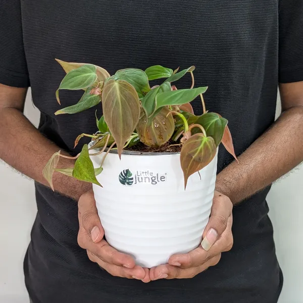Philodendron_Micans_Velvet_Leaf,_With_White_Decor_Plant