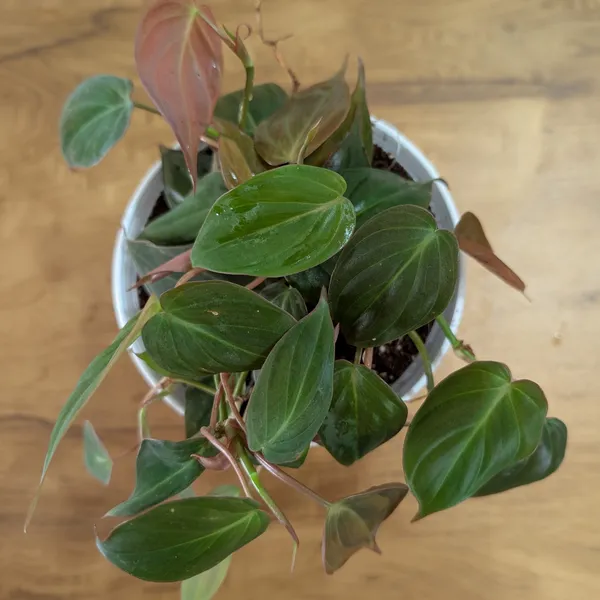 Philodendron_Micans_Velvet_Leaf,_With_White_Decor_Plant