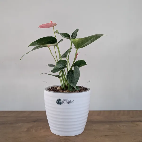 Anthurium_Pink_Flower,_With_White_Decor_Plant