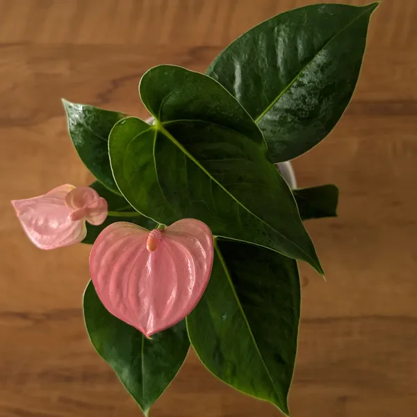Anthurium_Pink_Flower,_With_White_Decor_Plant