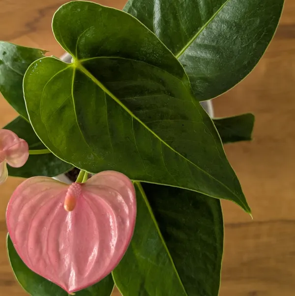 Anthurium_Pink_Flower,_With_White_Decor_Plant