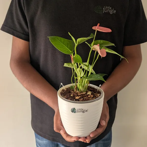 Little Jungle Anthurium Pink Flower, With White Decor Plant Price in India  - Buy Little Jungle Anthurium Pink Flower, With White Decor Plant online at  https://littlejungle.in