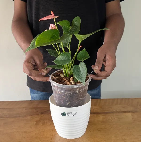 Anthurium_Pink_Flower,_With_White_Decor_Plant