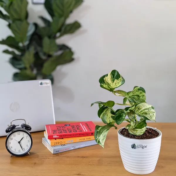 Manjula_Pothos,_With_White_Decor_Plant