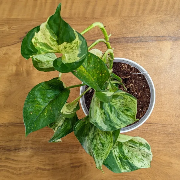 Manjula_Pothos,_With_White_Decor_Plant